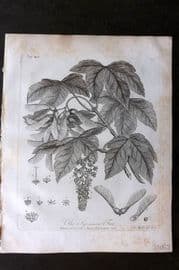 John Evelyn Forest Trees 1801 Botanical Print. Sycamore Tree