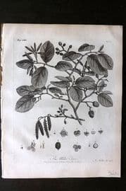 John Evelyn Forest Trees 1801 Botanical Print. The Alder Tree