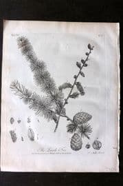 John Evelyn Forest Trees 1801 Botanical Print. The Larch Tree