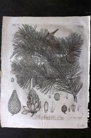 John Evelyn Forest Trees 1801 Botanical Print. The Scotch Fir Tree