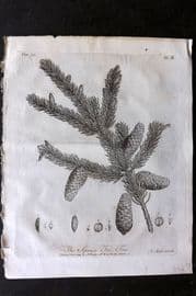 John Evelyn Forest Trees 1801 Botanical Print. The Spruce Fir Tree