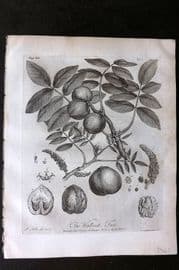 John Evelyn Forest Trees 1801 Botanical Print. Walnut Tree