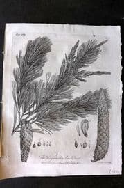 John Evelyn Forest Trees 1801 Botanical Print. Weymouth Pine Tree