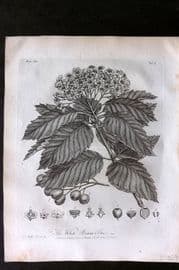 John Evelyn Forest Trees 1801 Botanical Print. White Beam Tree