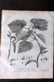 John Evelyn Forest Trees 1801 Botanical Print. White Poplar Tree