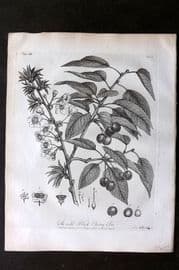 John Evelyn Forest Trees 1801 Botanical Print. Wild Black Cherry Tree