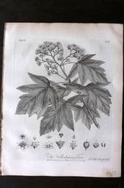 John Evelyn Forest Trees 1801 Botanical Print. Wild Service Tree