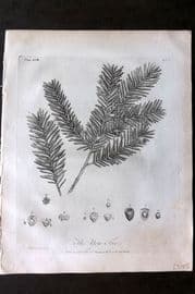 John Evelyn Forest Trees 1801 Botanical Print. Yew Tree