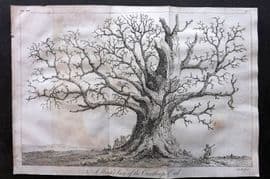John Evelyn Forest Trees 1801 LG Botanical. Winter View of of the Cawthorpe Oak