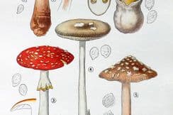 Juillard-Hartmann, Georges