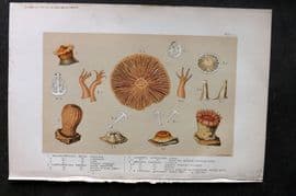 Kingsley 1903 Antique Print. Balanophyllea, Sagartia, Caryophyllea, Vittata 05