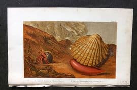 Kingsley 1903 Antique Print. Cardium Rusticum, Pagurus Bernhardi 02 Shell Crab
