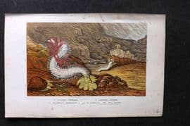 Kingsley 1903 Antique Print. Cucumaria, Littorina, Siphunculus 09