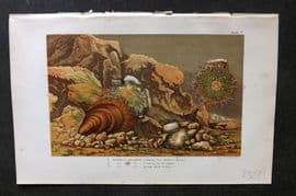 Kingsley 1903 Antique Print. Echinus Miliaris 07 Sea Urchin