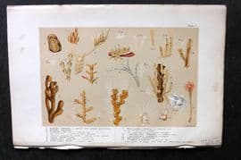Kingsley 1903 Antique Print. Flustra, Valkeria, Gemellaria, Campanularia 01 Corals