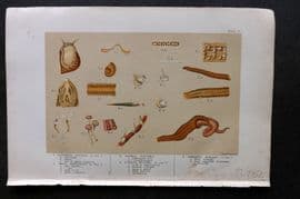 Kingsley 1903 Antique Print. Littorina, Nassa, Patella, Echinus 08