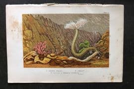 Kingsley 1903 Antique Print. Nemertes Borlasii, Sabella, Terebella 03