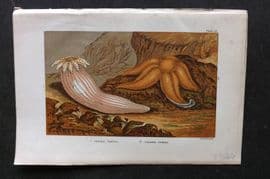 Kingsley 1903 Antique Print. Peachia Hastata, Uraster Rubens 12 Anemone Starfish