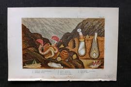 Kingsley 1903 Antique Print. Seprpula, Hinnites, Doris, Eolis, Fissurella 10