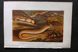 Kingsley 1903 Antique Print. Synapta Digitata, Thalassima Neptuni 04