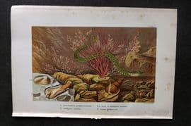 Kingsley 1903 Antique Print. Syngnathus, Saxicava, Nassa 11