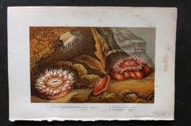 Kingsley 1903 Print. Actina Mesembryanhemum, Bunodes, Caryophyllea 06 Anemones