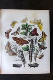 Kirby European Butterflies and Moths 1882 Hand Col Print 28