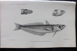 Lankester 1902 Antique Fish Print. Pleuragramma Antarcticum 18