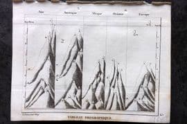Levasseur 1838 Hauteur comparee des principales montagnes. Mountain Chart