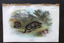 Lloyd 1896 Antique Print. Badger 15