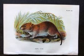 Lloyd 1896 Antique Print. Bank Vole 25