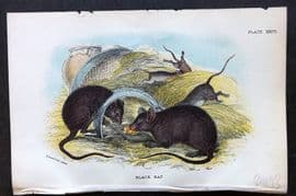 Lloyd 1896 Antique Print. Black Rat 23