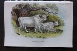 Lloyd 1896 Antique Print. Chillingham Cattle 29