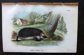 Lloyd 1896 Antique Print. Common Hedgehog 05