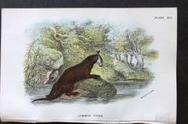 Lloyd 1896 Antique Print. Common Otter 16