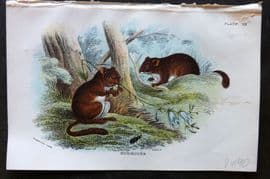 Lloyd 1896 Antique Print. Dormouse 20