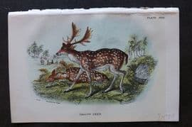 Lloyd 1896 Antique Print. Fallow Deer 31
