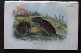 Lloyd 1896 Antique Print. Field Vole 24