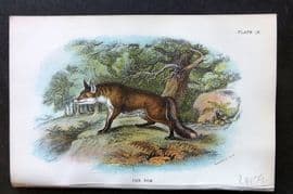 Lloyd 1896 Antique Print. Fox 09