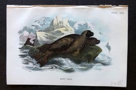 Lloyd 1896 Antique Print. Harp Seal 18