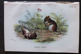 Lloyd 1896 Antique Print. Harvest Mouse 21
