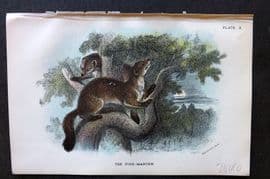Lloyd 1896 Antique Print. Pine Marten 10