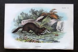 Lloyd 1896 Antique Print. Polecat 11
