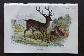 Lloyd 1896 Antique Print. Red Deer 30