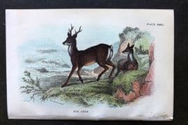Lloyd 1896 Antique Print. Roe Deer 32