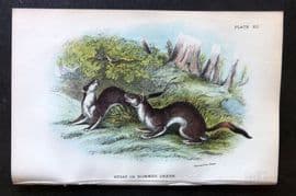Lloyd 1896 Antique Print. Stoat in Summer Dress 12