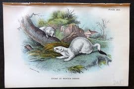 Lloyd 1896 Antique Print. Stoat in Winter Dress 13