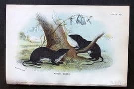 Lloyd 1896 Antique Print. Water Shrew 07