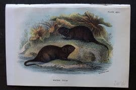 Lloyd 1896 Antique Print. Water Vole 26