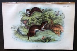 Lloyd 1896 Antique Print. Weasel 14
